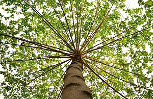 Biomassa